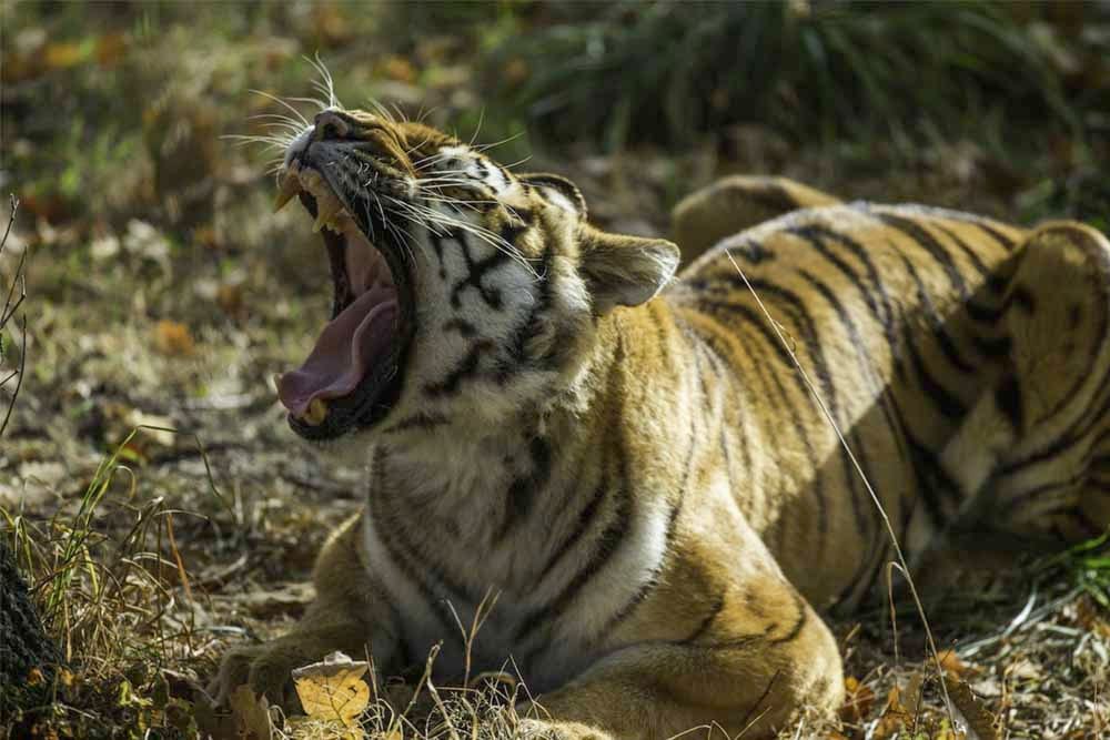 ZooSafari de Thoiry - Accès coupe-file - Vivez l'émotion du ZooSafari de Thoiry, à seulement 40 km à l'ouest de Paris, où vous pouvez traverser en voiture un parc animalier de 150 hectares et observer 1,500 animaux issus de plus de 180 espèces. Des zèbres aux girafes, en passant par les lions, les tigres et bien d'autres, rencontrez des créatures incroyables de près et en toute sécurité depuis votre véhicule. Explorez les expositions interactives du zoo, les tunnels en verre et les aventures dans les arbres. Idéal pour une sortie en famille, le ZooSafari de Thoiry offre une journée inoubliable en pleine nature. ZooSafari de Thoiry - Accès coupe-file - Image 1 sur 5