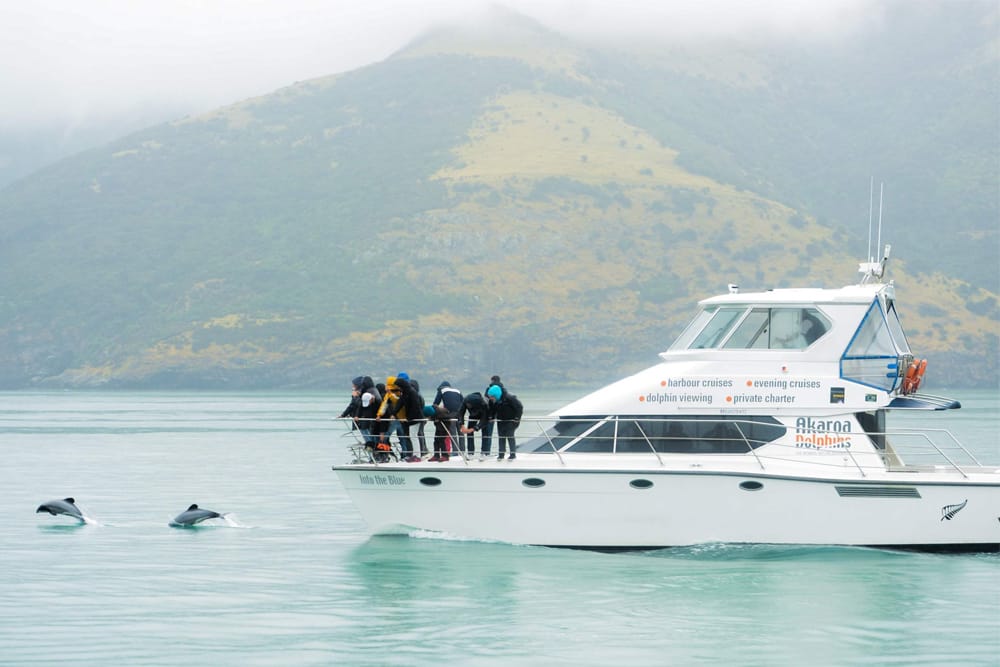 Akaroa Delfine Hafen Naturkreuzfahrt - Unternehmen Sie die Akaroa Delfine Hafen Naturkreuzfahrt und erkunden Sie den malerischen Akaroa Hafen. Beobachten Sie seltene Hector-Delfine, Robben, Pinguine und Seevögel, während Sie fachkundige Erläuterungen zur Geschichte und Tierwelt der Region genießen. Perfekt für Familien und Naturliebhaber bietet diese umweltfreundliche Kreuzfahrt unvergessliche Momente umgeben von natürlicher Schönheit. Akaroa Delfine Hafen Naturkreuzfahrt - Bild 1 von 5