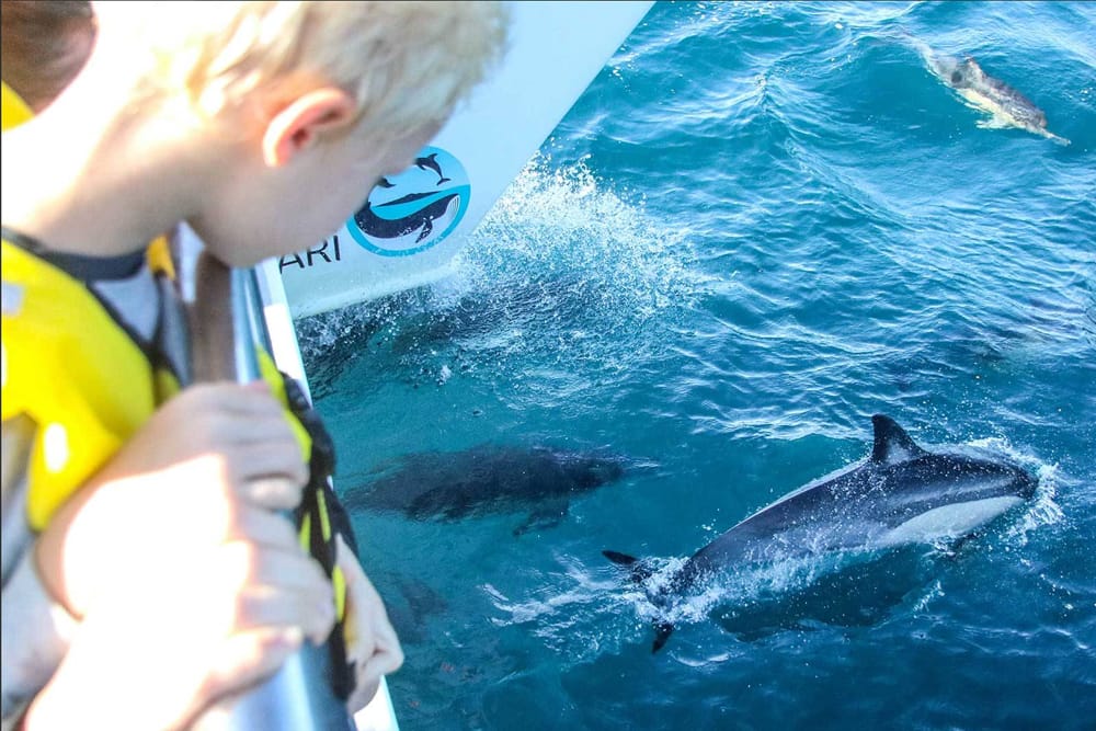 Safari des baleines et dauphins d'Auckland - Embarquez pour un inoubliable Safari des baleines et dauphins d'Auckland et explorez le magnifique Parc marin du golfe de Hauraki. Observez une faune marine incroyable, y compris des baleines, des dauphins, des phoques et des oiseaux marins rares, à bord de l'Explorateur Dauphin conçu spécialement. Profitez des commentaires d'experts et de vues à couper le souffle sur la ligne d'horizon d'Auckland, l'île Rangitoto et au-delà. Avec une garantie d'observation, cet écotour promet une expérience inoubliable. Safari des baleines et dauphins d'Auckland - Image 1 sur 5