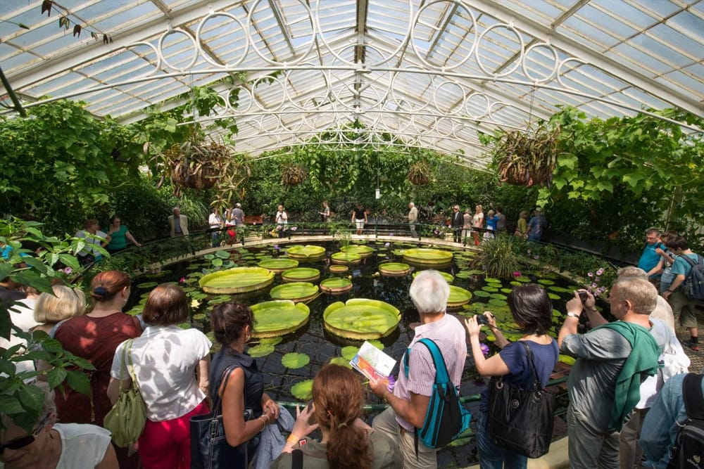 Königliche Botanische Gärten, Kew - Entdecken Sie die Königlichen Botanischen Gärten, Kew, Londons UNESCO-Weltkulturerbestätte, Heimat der weltweit größten Sammlung lebender Pflanzen. Erkunden Sie atemberaubende Gewächshäuser wie das Temperate House und das Palm House, spazieren Sie auf dem Baumwipfelpfad unter den Baumkronen und erleben Sie das eindrucksvolle Wunder von The Hive. Schlendern Sie durch historische Gärten und bewundern Sie den ikonischen Kew Palace. Ein Muss für Naturliebhaber und Entdecker! Königliche Botanische Gärten, Kew - Bild 1 von 5