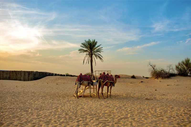 Morning Desert Safari Dubai Tour Deals & Offers - Prices | JTR Holidays