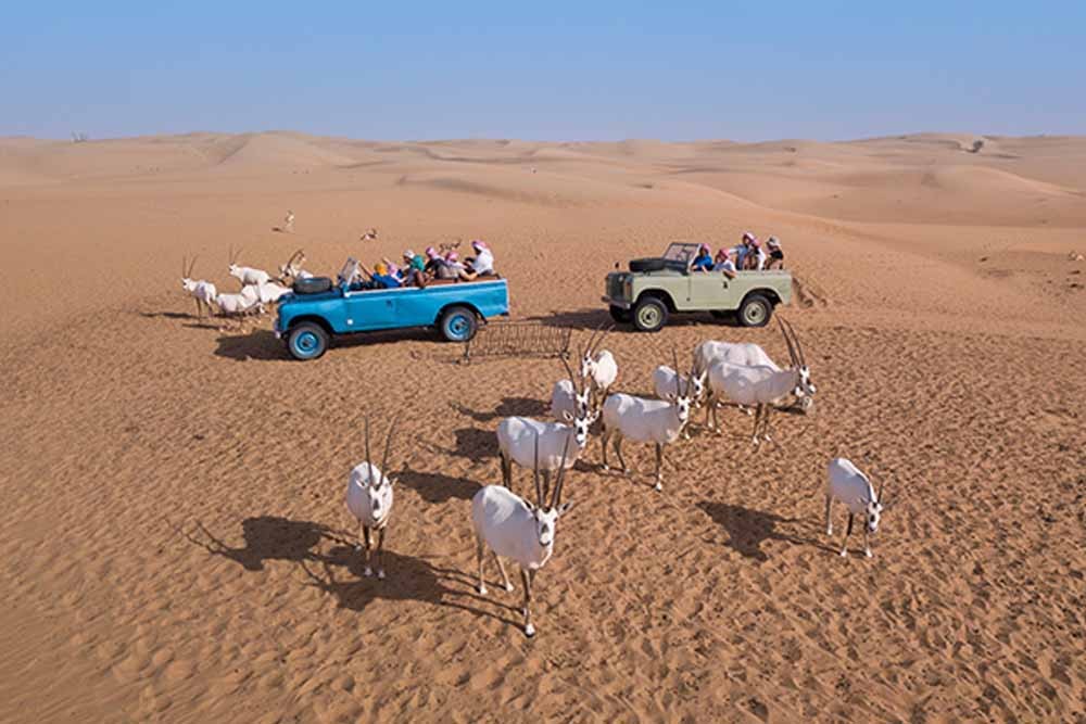 Heritage Safari by Vintage Land Rover - Experience the most awarded Desert Safari in Dubai. Take a step back in time and experience Dubai as it was in the 1950s on an adventure in the Dubai desert with a professional Conservation Guide. Embark on a wildlife drive through Dubai Desert Conservation Reserve in an open-top vintage Land Rover. Heritage Safari by Vintage Land Rover - Image 2 of 5