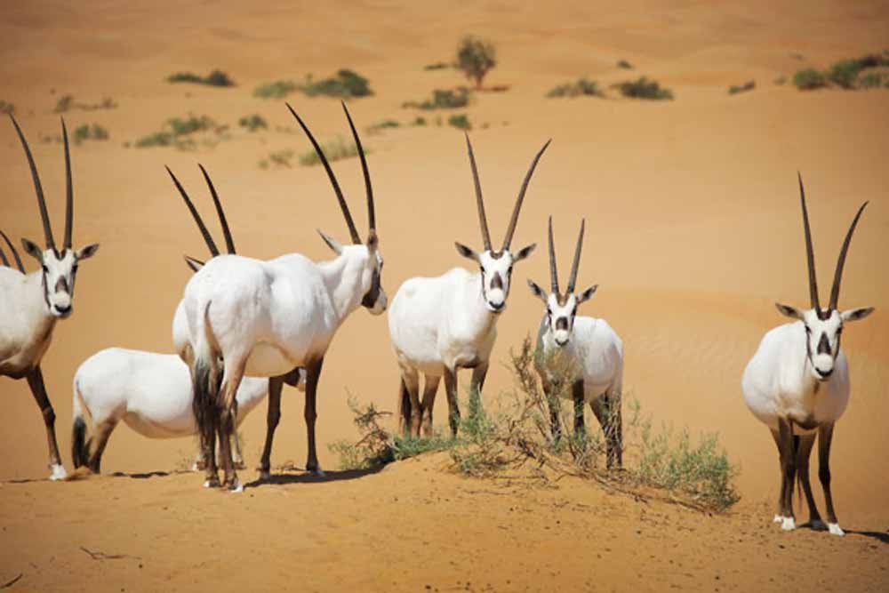 Heritage Safari by Vintage Land Rover - Image 3 of 8