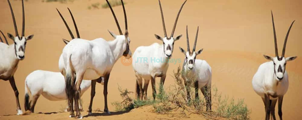 Heritage Desert Safari Dubai  - Dubai Desert Conservation Reserve - JTR Holidays - Image 3 of 5