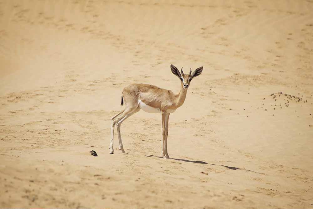 Camel Desert Safari Dubai - Enjoy Camel Ride in Dubai - JTR Holidays