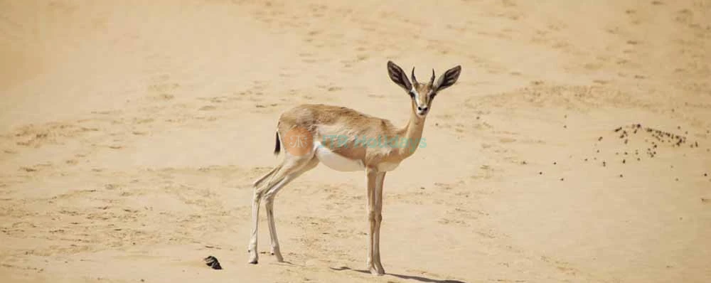 Camel Desert Safari Dubai - Enjoy Camel Ride in Dubai - JTR Holidays - Image 4 of 5