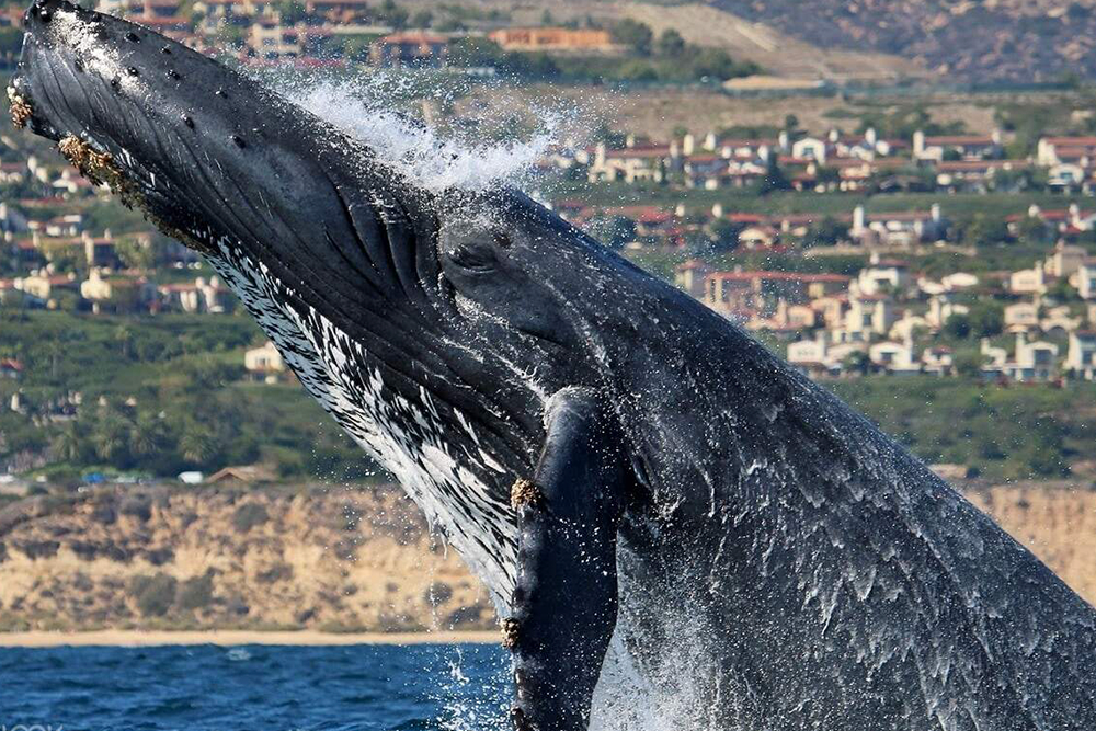 Go City - Los Angeles All-Inclusive Pass - Image 5 of 8