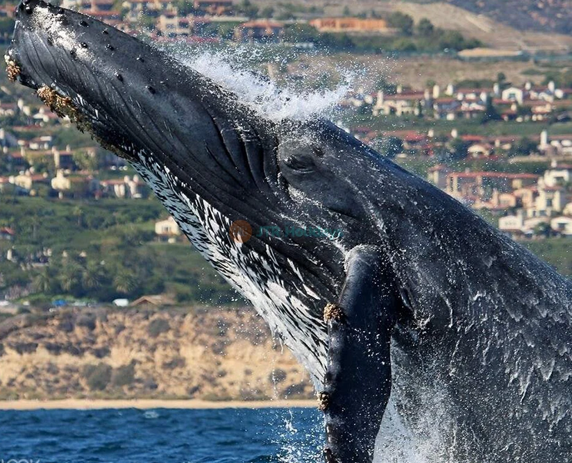 Go City Los Angeles Pass – All-Inclusive & Plus Pass with Top Attractions-JTR Holidays - Image 5 of 5