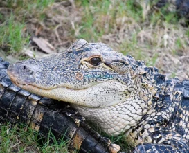 Orlando Everglades Airboat Tour | Florida Wildlife & Eco Adventure - JTR Holidays