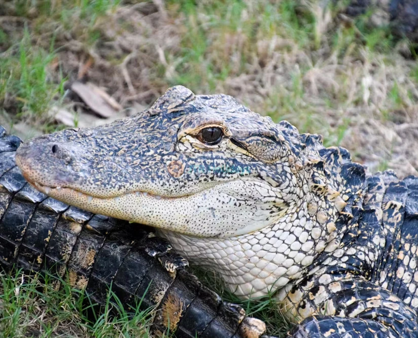 Orlando Everglades Airboat Tour | Florida Wildlife & Eco Adventure - JTR Holidays - Image 2 of 5