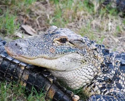Orlando Everglades Airboat Tour - Bild 2 von 5