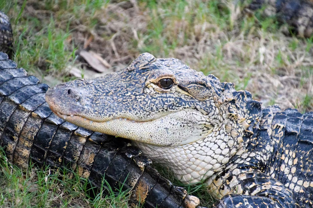 Orlando Everglades Airboat Tour - Image 2 of 5