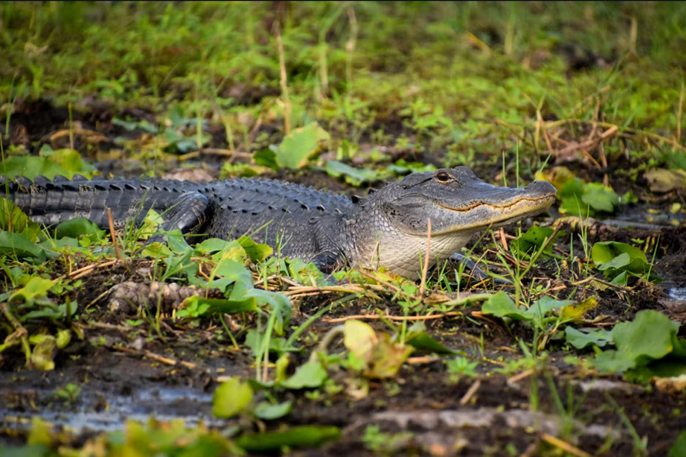 Orlando Everglades Airboat Tour - Image 3 of 5
