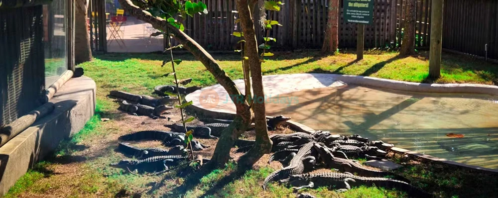 Orlando Everglades Airboat Tour | Florida Wildlife & Eco Adventure - JTR Holidays - Image 4 of 5