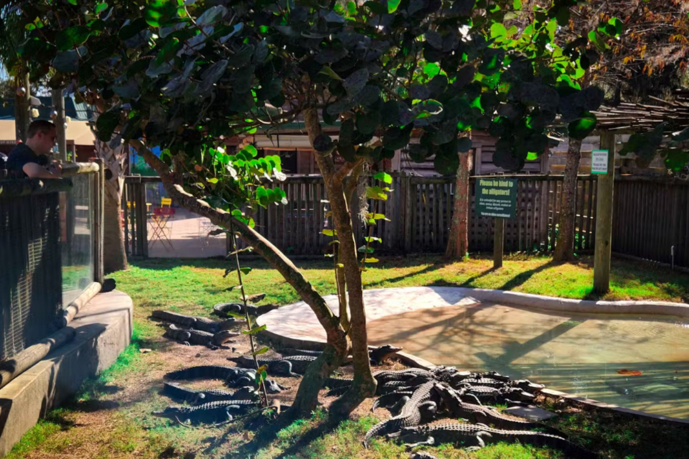 Orlando Everglades Airboat Tour - Image 4 of 5