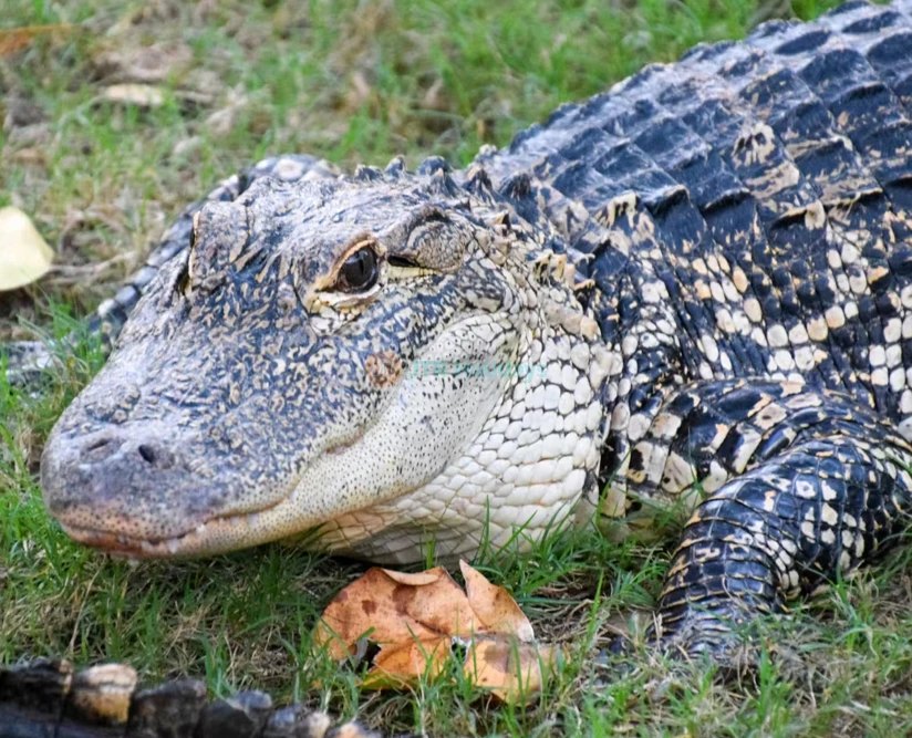 Orlando Everglades Airboat Tour | Florida Wildlife & Eco Adventure - JTR Holidays - Image 5 of 5