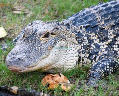 Orlando Everglades Airboat Tour - Bild 5 von 5