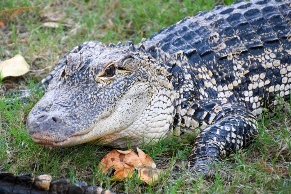 Orlando Everglades Airboat Tour - Image 5 of 5