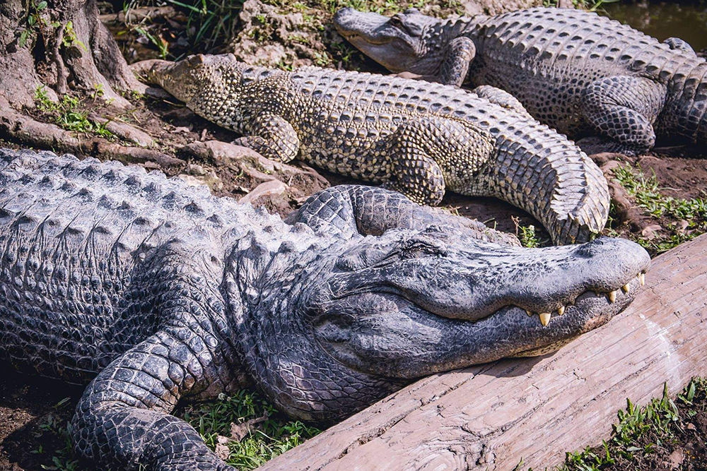 Everglades Airboat and Wildlife Show Tour from Miami Ticket - Image 1 of 5