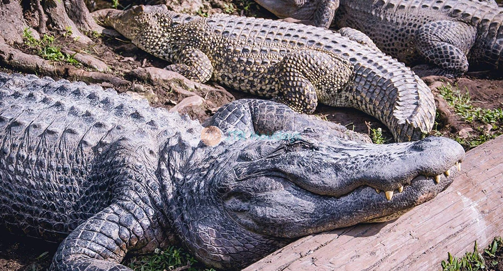 Everglades Airboat and Wildlife Show Tour from Miami Ticket - Image 1 of 5