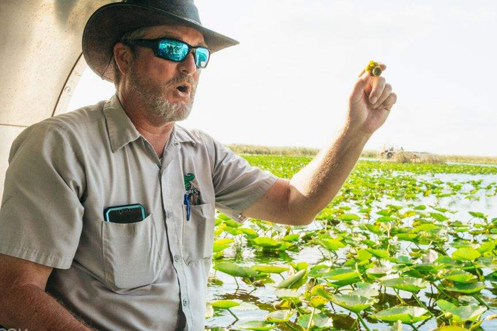 Everglades Airboat- und Wildlife-Show-Tour ab Miami Ticket - Begib dich auf die Miami Everglades Airboat- und Wildlife-Show-Tour. Gleite mit einem Hochgeschwindigkeits-Airboat durch Sägegras-Sümpfe, entdecke einheimische Alligatoren und Reiher und genieße anschließend eine hautnahe Wildlife-Show. Erfahre von Expertenführern alles über den Schutz der Everglades auf diesem unvergesslichen Öko-Tagesausflug. Everglades Airboat- und Wildlife-Show-Tour ab Miami Ticket - Bild 2 von 5