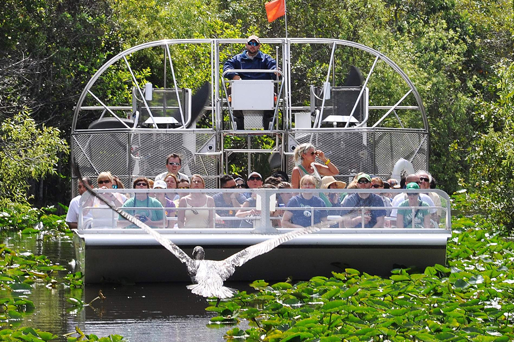 Everglades Airboat- und Wildlife-Show-Tour ab Miami Ticket - Begib dich auf die Miami Everglades Airboat- und Wildlife-Show-Tour. Gleite mit einem Hochgeschwindigkeits-Airboat durch Sägegras-Sümpfe, entdecke einheimische Alligatoren und Reiher und genieße anschließend eine hautnahe Wildlife-Show. Erfahre von Expertenführern alles über den Schutz der Everglades auf diesem unvergesslichen Öko-Tagesausflug. Everglades Airboat- und Wildlife-Show-Tour ab Miami Ticket - Bild 4 von 5