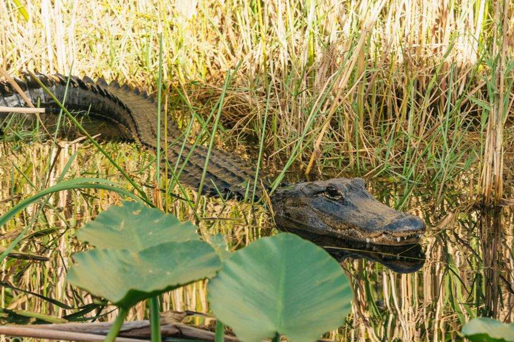 Everglades Airboat and Wildlife Show Tour from Miami Ticket - Image 5 of 6