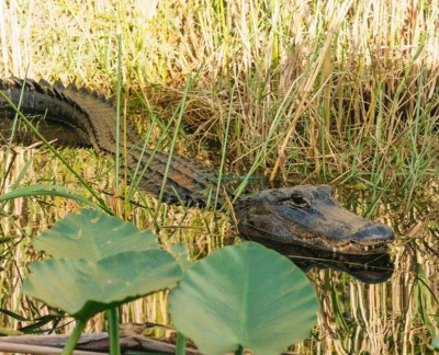 Everglades Airboat and Wildlife Show Tour from Miami Ticket - Image 5 of 5