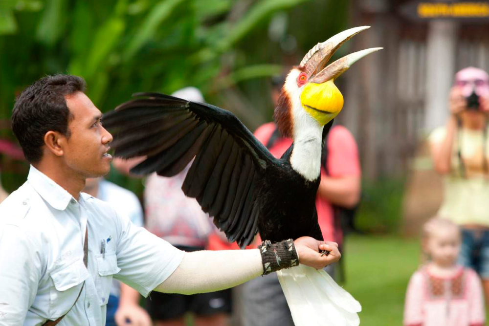 Bali Vogelpark Ticket - Spazieren Sie durch Asiens größtes Freiflug-Vogelgehege, Heimat von über 1.350 exotischen Arten – von lebhaften Papageien und majestätischen Nashornvögeln bis hin zu eleganten Flamingos und dem seltenen Bali-Stärling. Nehmen Sie an hautnahen Fütterungserlebnissen teil, sehen Sie spannende Live-Vogelshows mit fachkundiger Moderation und tauchen Sie ein in das hochmoderne 4D-Theater des Parks. Erkunden Sie wichtige Naturschutzbemühungen und Zuchtprogramme auf einer geführten Tour und stärken Sie sich danach mit Erfrischungen im Café oder werfen Sie einen Blick auf einzigartige vogelbezogene Geschenke. Mit bevorzugtem Einlass, vollständigem Rollstuhlangang und familienfreundlichen Einrichtungen garantiert Ihr Ticket ein reibungsloses, unvergessliches Vogelbeobachtungserlebnis in Bali. Bali Vogelpark Ticket - Bild 1 von 5