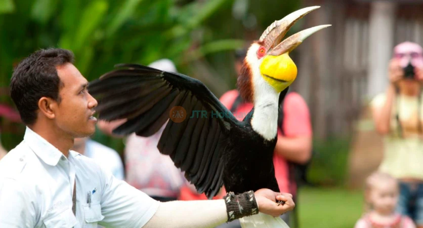 Bali Bird Park | Ubud’s Top Aviary - JTR Holidays
