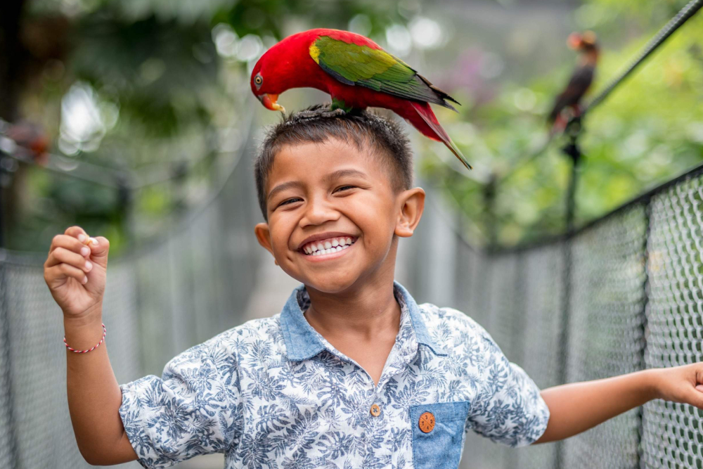 Bali Vogelpark Ticket - Spazieren Sie durch Asiens größtes Freiflug-Vogelgehege, Heimat von über 1.350 exotischen Arten – von lebhaften Papageien und majestätischen Nashornvögeln bis hin zu eleganten Flamingos und dem seltenen Bali-Stärling. Nehmen Sie an hautnahen Fütterungserlebnissen teil, sehen Sie spannende Live-Vogelshows mit fachkundiger Moderation und tauchen Sie ein in das hochmoderne 4D-Theater des Parks. Erkunden Sie wichtige Naturschutzbemühungen und Zuchtprogramme auf einer geführten Tour und stärken Sie sich danach mit Erfrischungen im Café oder werfen Sie einen Blick auf einzigartige vogelbezogene Geschenke. Mit bevorzugtem Einlass, vollständigem Rollstuhlangang und familienfreundlichen Einrichtungen garantiert Ihr Ticket ein reibungsloses, unvergessliches Vogelbeobachtungserlebnis in Bali. Bali Vogelpark Ticket - Bild 3 von 5