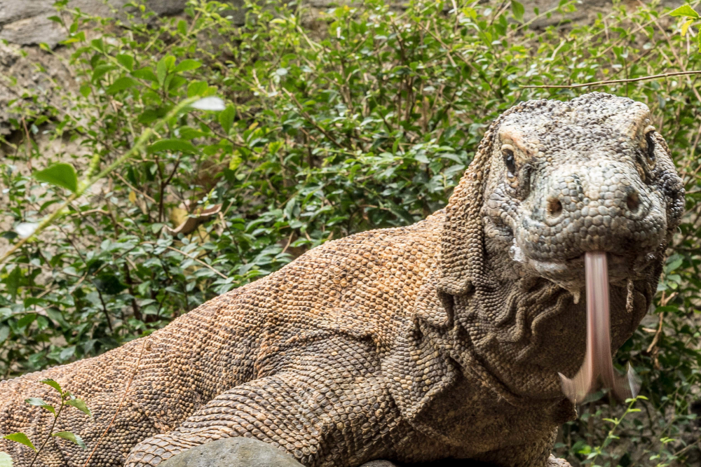 Bali Vogelpark Ticket - Spazieren Sie durch Asiens größtes Freiflug-Vogelgehege, Heimat von über 1.350 exotischen Arten – von lebhaften Papageien und majestätischen Nashornvögeln bis hin zu eleganten Flamingos und dem seltenen Bali-Stärling. Nehmen Sie an hautnahen Fütterungserlebnissen teil, sehen Sie spannende Live-Vogelshows mit fachkundiger Moderation und tauchen Sie ein in das hochmoderne 4D-Theater des Parks. Erkunden Sie wichtige Naturschutzbemühungen und Zuchtprogramme auf einer geführten Tour und stärken Sie sich danach mit Erfrischungen im Café oder werfen Sie einen Blick auf einzigartige vogelbezogene Geschenke. Mit bevorzugtem Einlass, vollständigem Rollstuhlangang und familienfreundlichen Einrichtungen garantiert Ihr Ticket ein reibungsloses, unvergessliches Vogelbeobachtungserlebnis in Bali. Bali Vogelpark Ticket - Bild 4 von 5