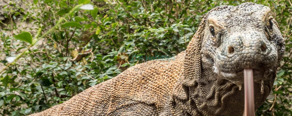 Bali Bird Park Ticket - Image 4 of 5