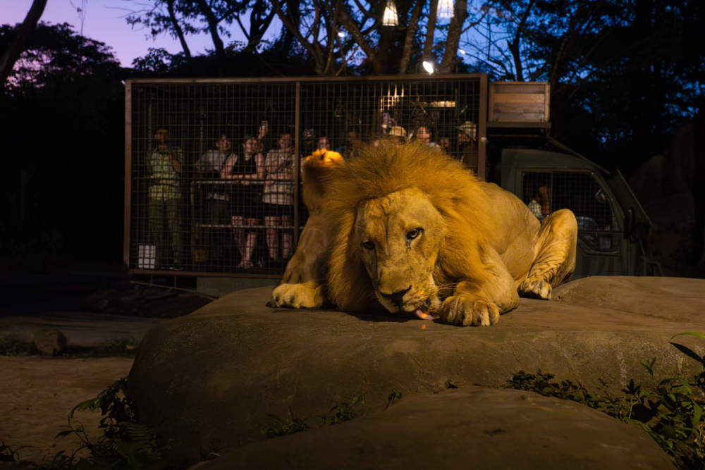Billet pour le Parc Safari de Bali - Image 7 of 7