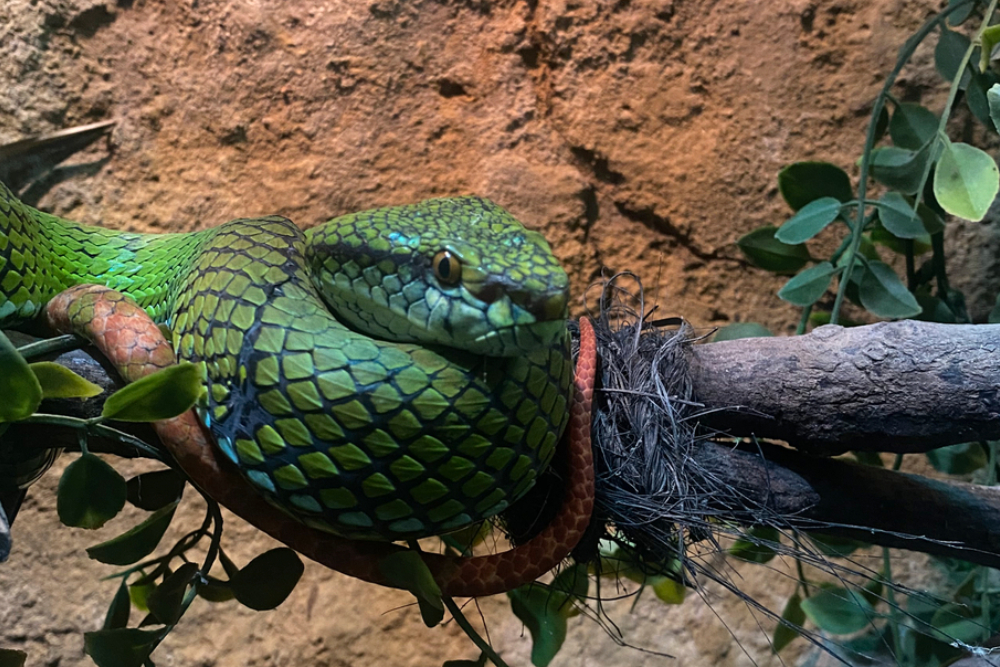 Bali Reptile Park Ticket - Book your Bali Reptile Park ticket for skip the line access to Ubud’s premier reptile sanctuary. Encounter Southeast Asia’s most complete reptile collection snakes, lizards, crocodiles, and Komodo dragons. Enjoy expert led reptile shows, hands-on photo sessions with reticulated pythons, and educational guided tours. Perfect for families, herpetology enthusiasts, and adventure seekers reserve your Bali Reptile Park experience today. Bali Reptile Park Ticket - Image 2 of 5