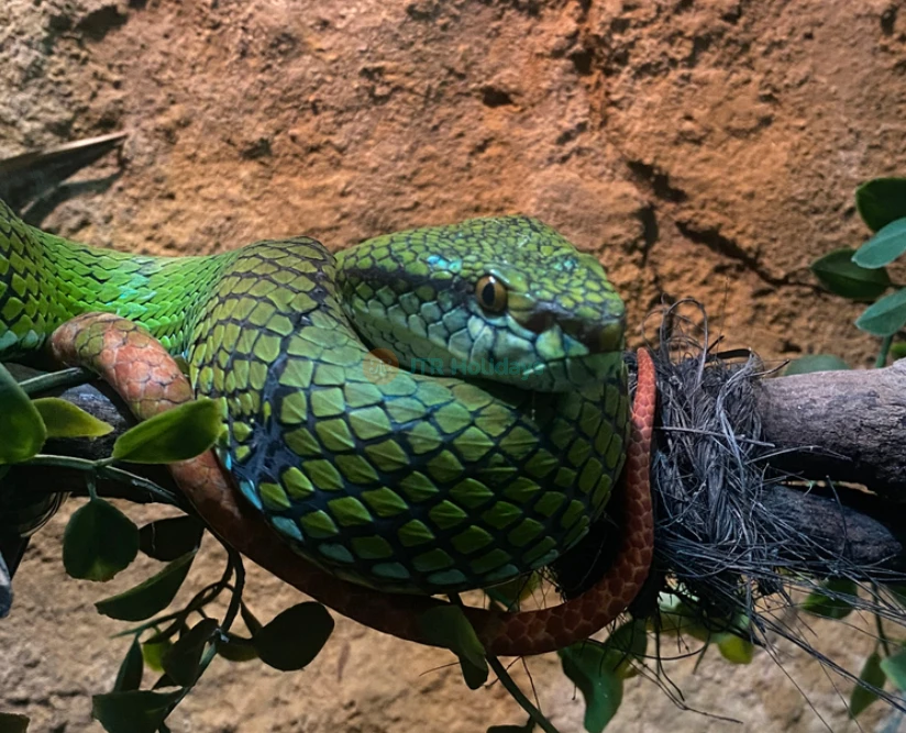 Bali Reptile Park Ticket - Image 2 of 5