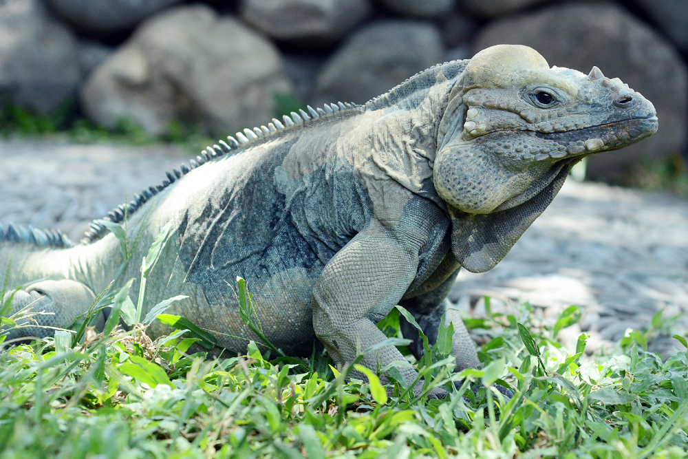 Ticket für Bali Reptile Park - Image 4 of 6