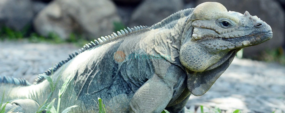 Bali Reptile Park Ticket - Image 4 of 5