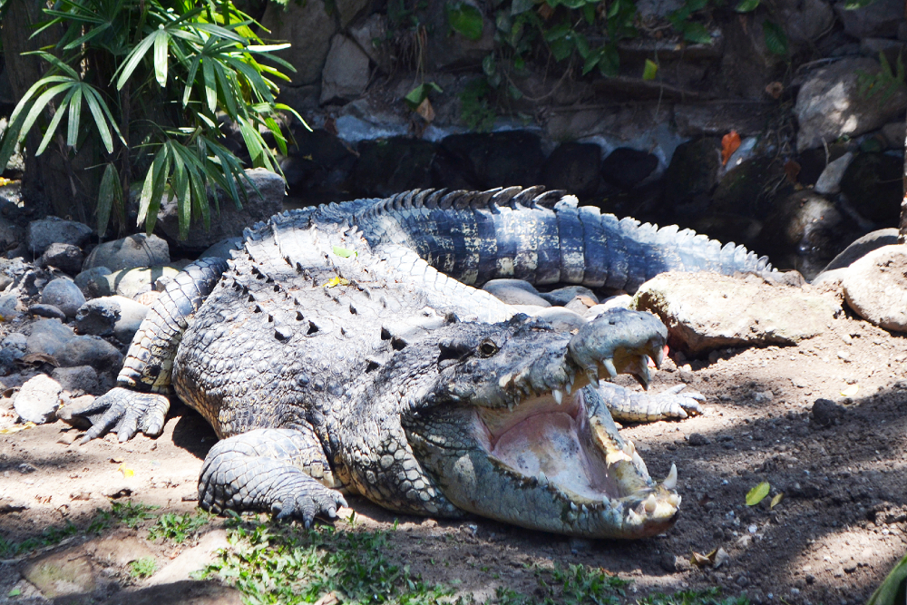 Bali Reptile Park Ticket - Book your Bali Reptile Park ticket for skip the line access to Ubud’s premier reptile sanctuary. Encounter Southeast Asia’s most complete reptile collection snakes, lizards, crocodiles, and Komodo dragons. Enjoy expert led reptile shows, hands-on photo sessions with reticulated pythons, and educational guided tours. Perfect for families, herpetology enthusiasts, and adventure seekers reserve your Bali Reptile Park experience today. Bali Reptile Park Ticket - Image 5 of 5
