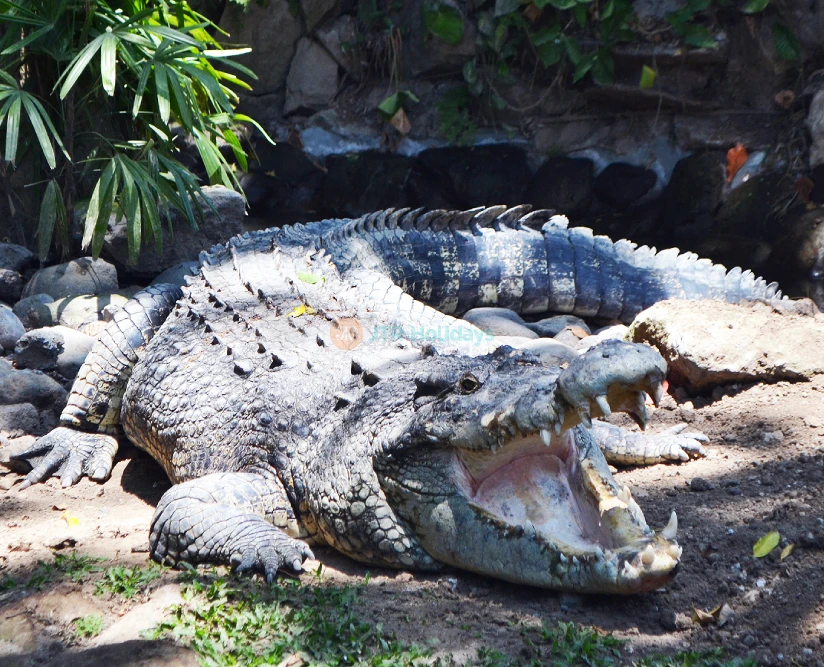 Bali Reptile Park Ticket - Image 5 of 5