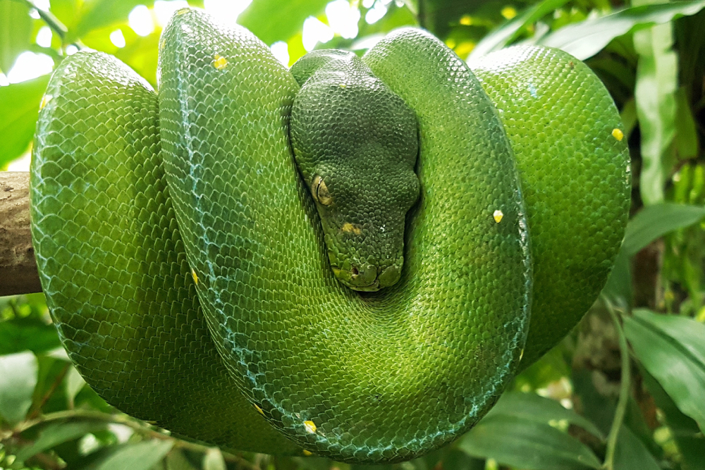 Ticket für Bali Reptile Park - Image 1 of 6