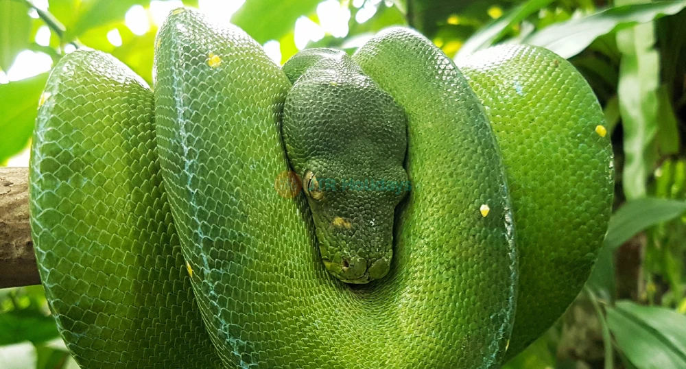 Bali Reptile Park Ticket - Image 1 of 5