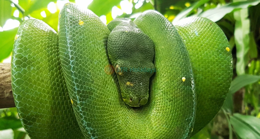 Bali Reptile Park Ubud’s Top Reptile Sanctuary - JTR Holidays