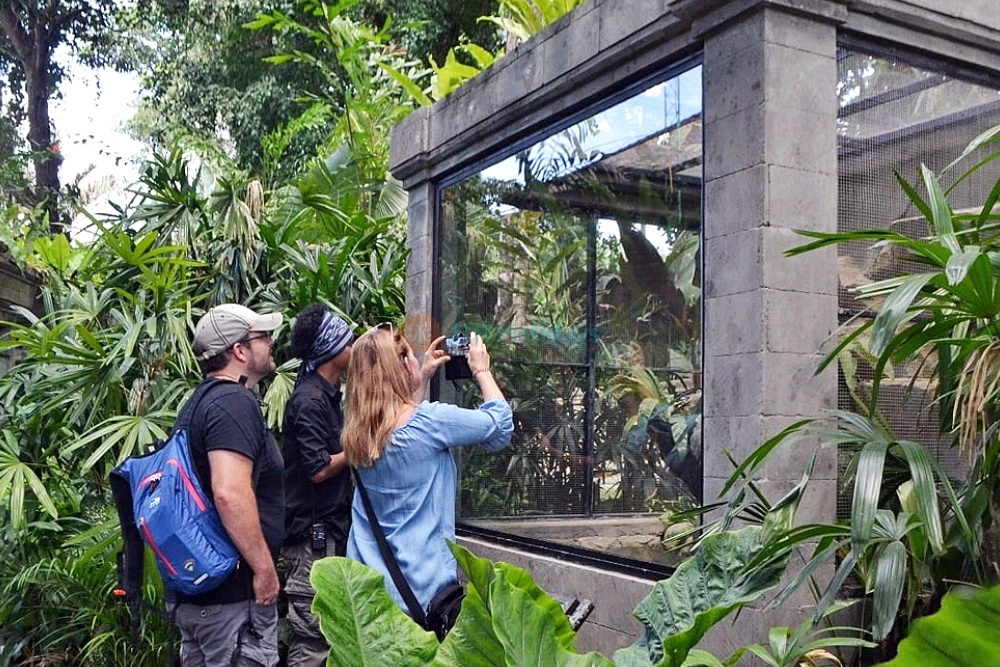 Bali Reptile Park Ubud’s Top Reptile Sanctuary - JTR Holidays