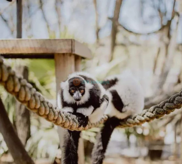 Hunter Valley Wildlife Park Ticket