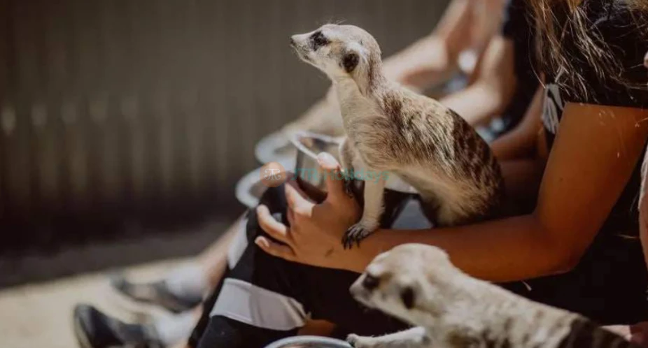 Hunter Valley Wildlife Park Ticket - Entdecken Sie Australiens einzigartige Tierwelt im Hunter Valley Wildlife Park. Buchen Sie Ihre Tickets online, um Kängurus, Koalas, Löwen und exotische Vögel in einer familienfreundlichen Umgebung zu treffen. Genießen Sie praktische Tierbegegnungen und lehrreiche Erlebnisse nur wenige Minuten von den Weinbergen des Hunter Valley entfernt. Verpassen Sie nicht diese erstklassige Tierattraktion in New South Wales. Hunter Valley Wildlife Park Ticket - Bild 1 von 5