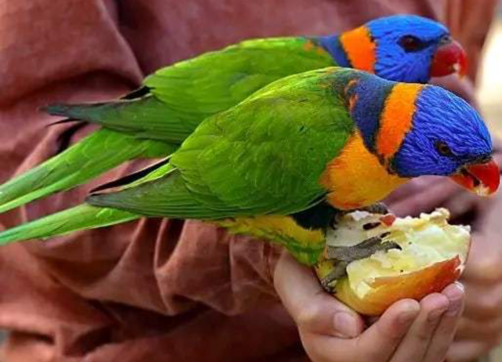 Hunter Valley Wildlife Park Ticket - Image 2 of 6