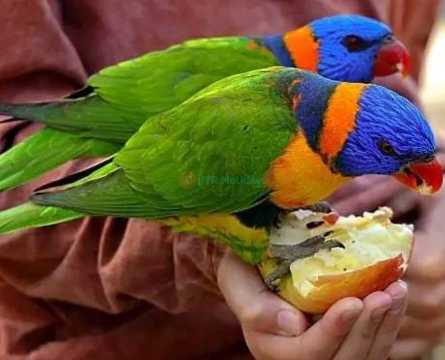 Hunter Valley Wildlife Park Ticket - Image 2 of 5