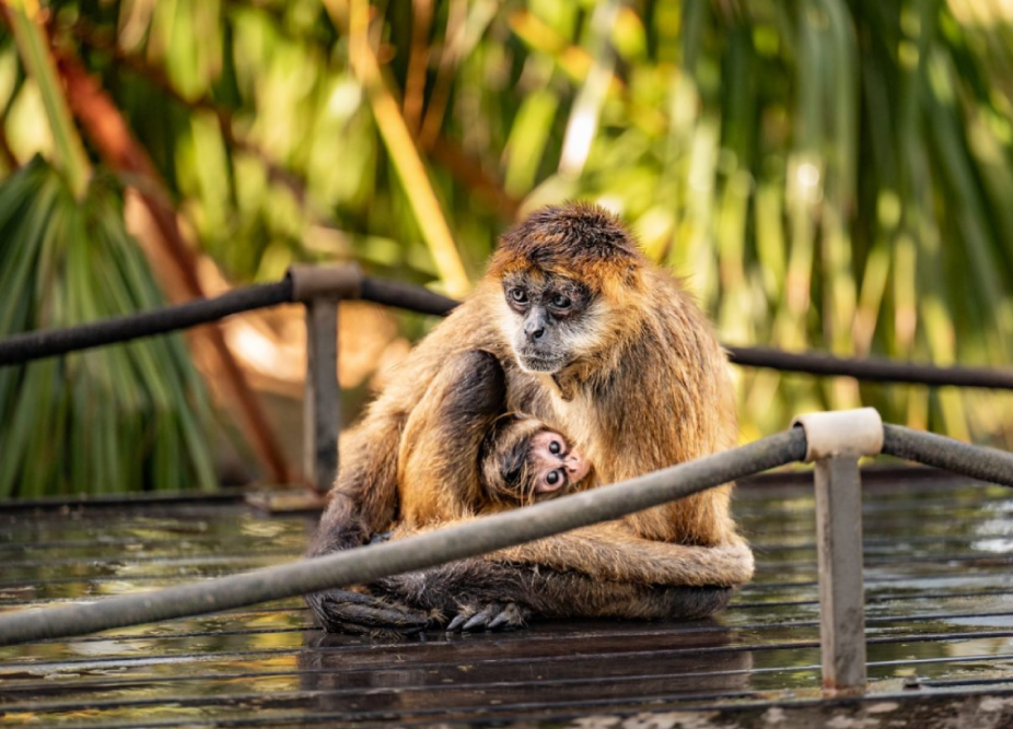 Hunter Valley Wildlife Park Ticket - Image 3 of 5