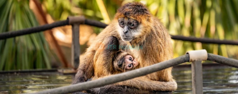 Hunter Valley Wildlife Park Ticket - Entdecken Sie Australiens einzigartige Tierwelt im Hunter Valley Wildlife Park. Buchen Sie Ihre Tickets online, um Kängurus, Koalas, Löwen und exotische Vögel in einer familienfreundlichen Umgebung zu treffen. Genießen Sie praktische Tierbegegnungen und lehrreiche Erlebnisse nur wenige Minuten von den Weinbergen des Hunter Valley entfernt. Verpassen Sie nicht diese erstklassige Tierattraktion in New South Wales. Hunter Valley Wildlife Park Ticket - Bild 3 von 5